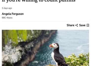 6598 Skomer Sala Kviečia Savanorius Stebėti Paukščių Koloniją