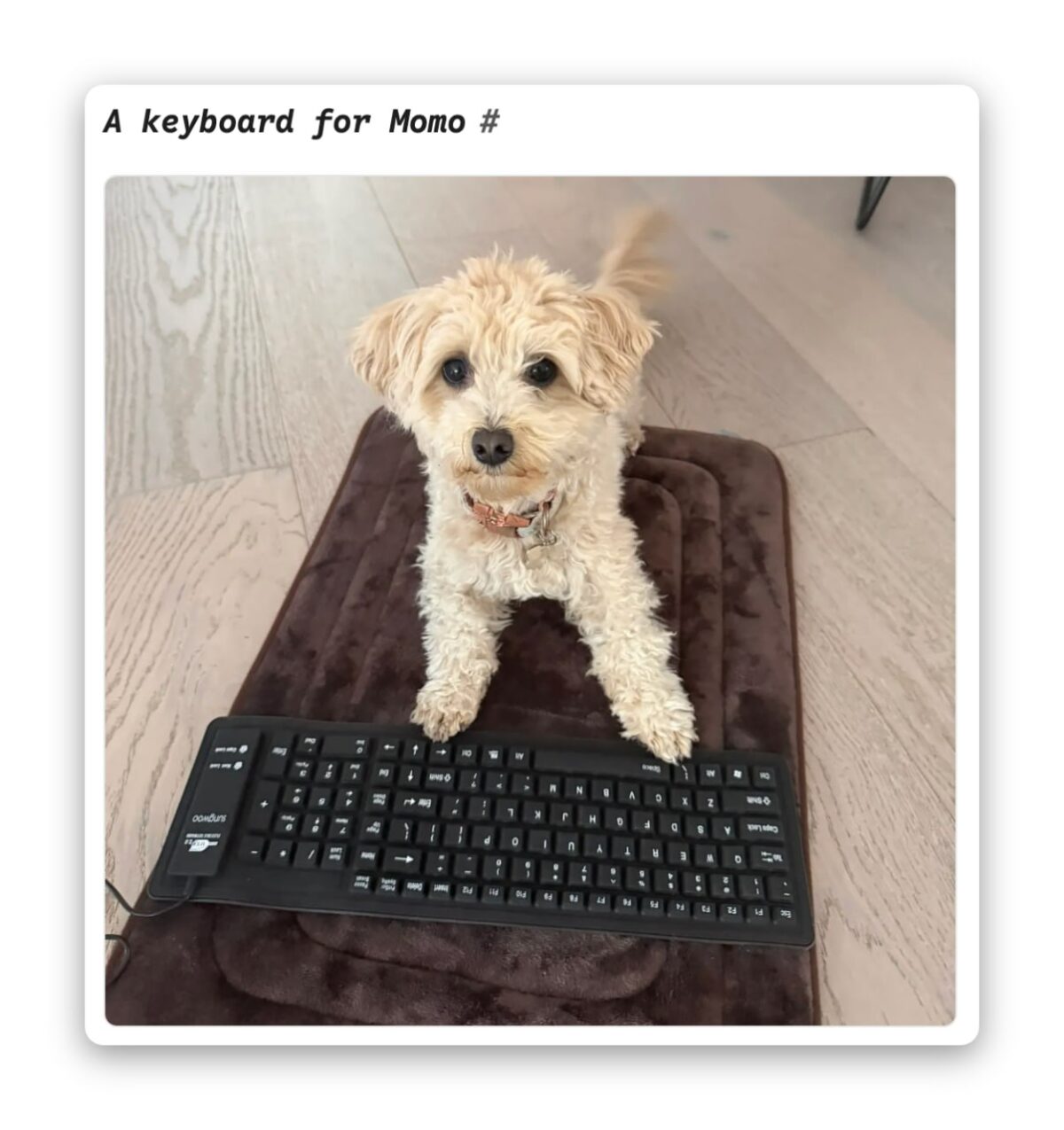 Šuo spanielis mokosi kurti žaidimus su dirbtinio intelekto pagalba