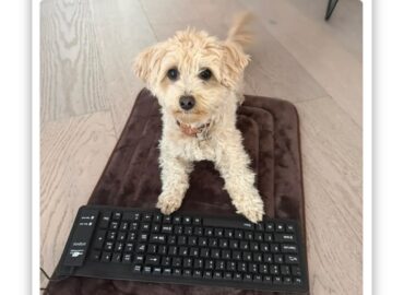 6695 Šuo Spanielis Mokosi Kurti žaidimus Su Dirbtinio Intelekto P