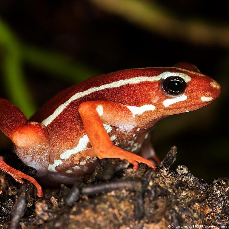 Aleksėjaus Navalno mirtis: laboratorijoje pagamintas nuodas iš varlių