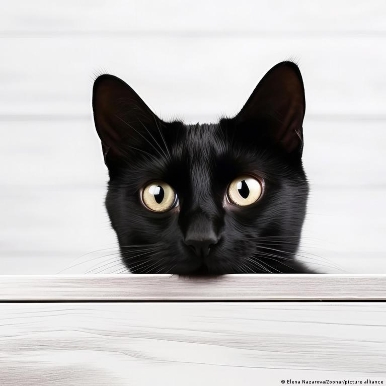 Naujas kačių vėžio genomas gali padėti ir žmonėms