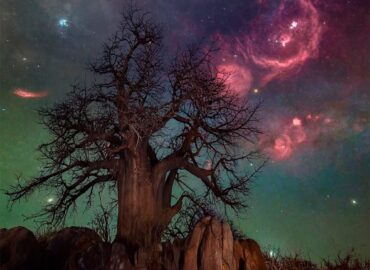 10602 Oriono žvaigždynas Ir Jo ūkas Liečia Medžio Viršūnę