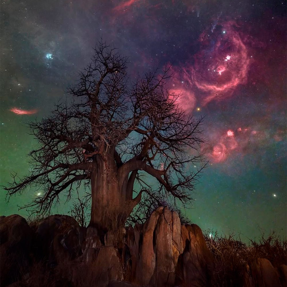 10602 Oriono žvaigždynas Ir Jo ūkas Liečia Medžio Viršūnę