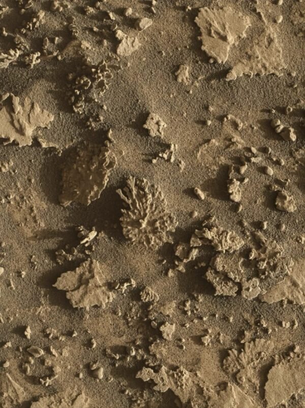 16135 Marsaeigis Curiosity Aptiko Koralą Primenantį Akmenį Marse