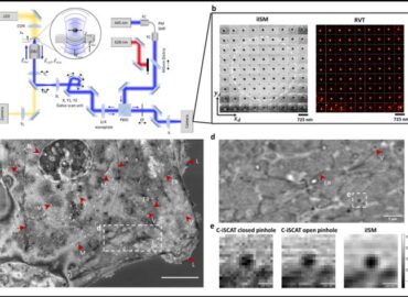 1769 Naujas Mikroskopas Leidžia Stebėti Gyvas Ląsteles Be Fluores