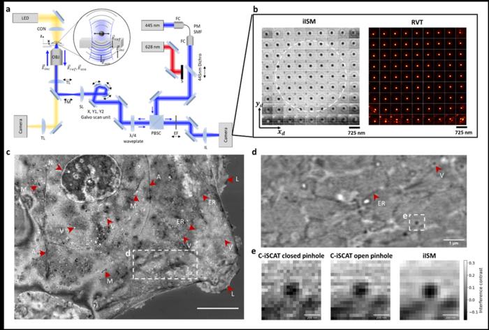 1769 Naujas Mikroskopas Leidžia Stebėti Gyvas Ląsteles Be Fluores