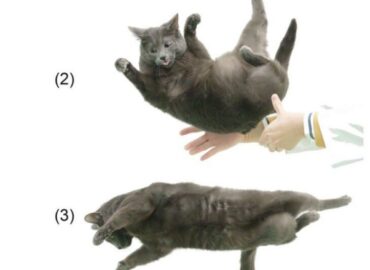 1807 Kaip Katės Sugeba Visada Nusileisti Ant Kojų Japonijos Moks