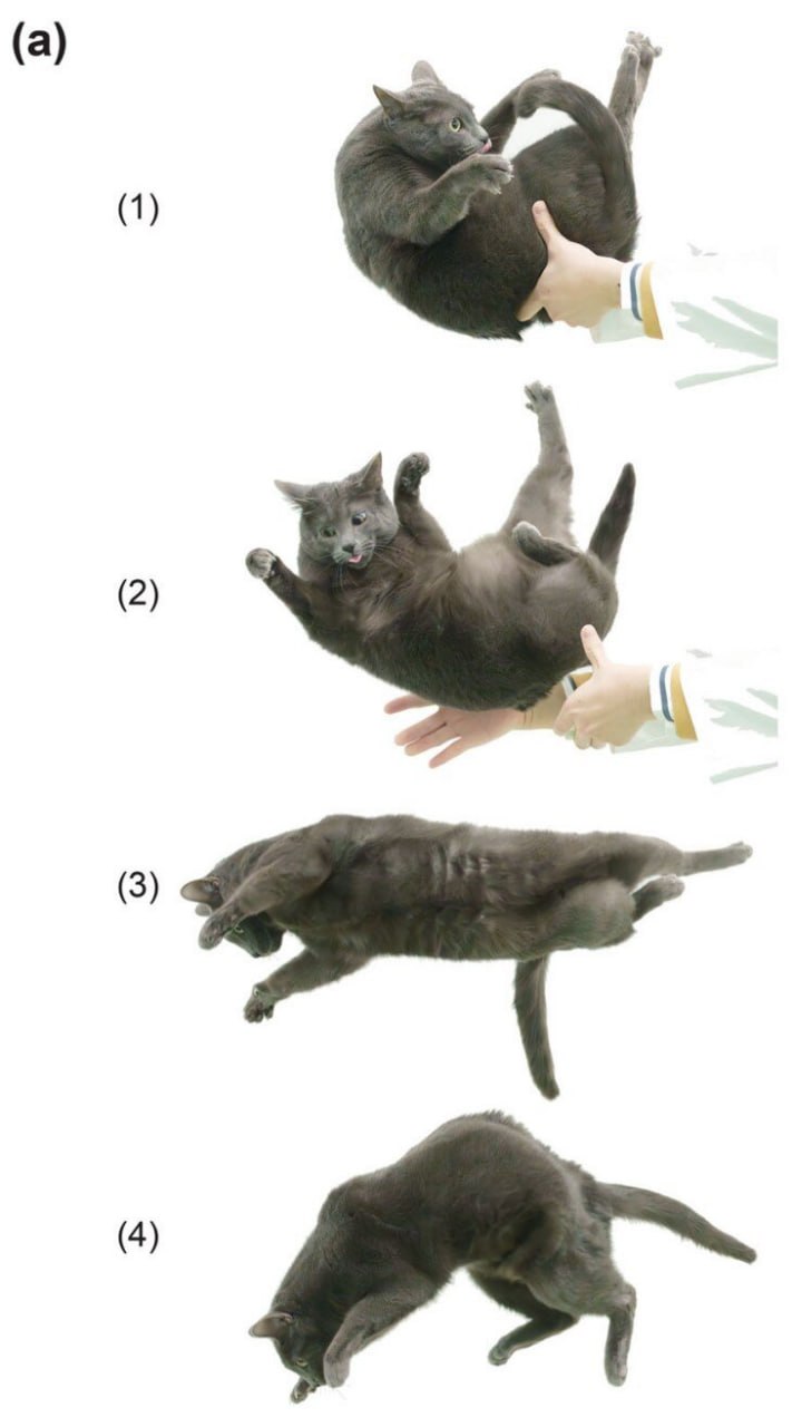 1807 Kaip Katės Sugeba Visada Nusileisti Ant Kojų Japonijos Moks