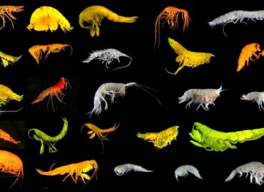 1826 Tyrėjai Atrado 24 Naujas Rūšis Ir Nežinomą Gyvybės šaką Rami