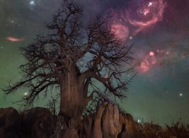 3221 Oriono ūkas Virš Baobabo Dangaus Bostvanoje