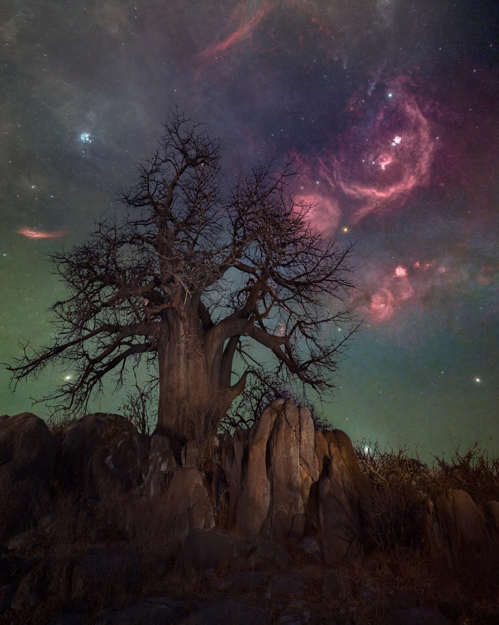 Oriono ūkas virš baobabo dangaus Bostvanoje