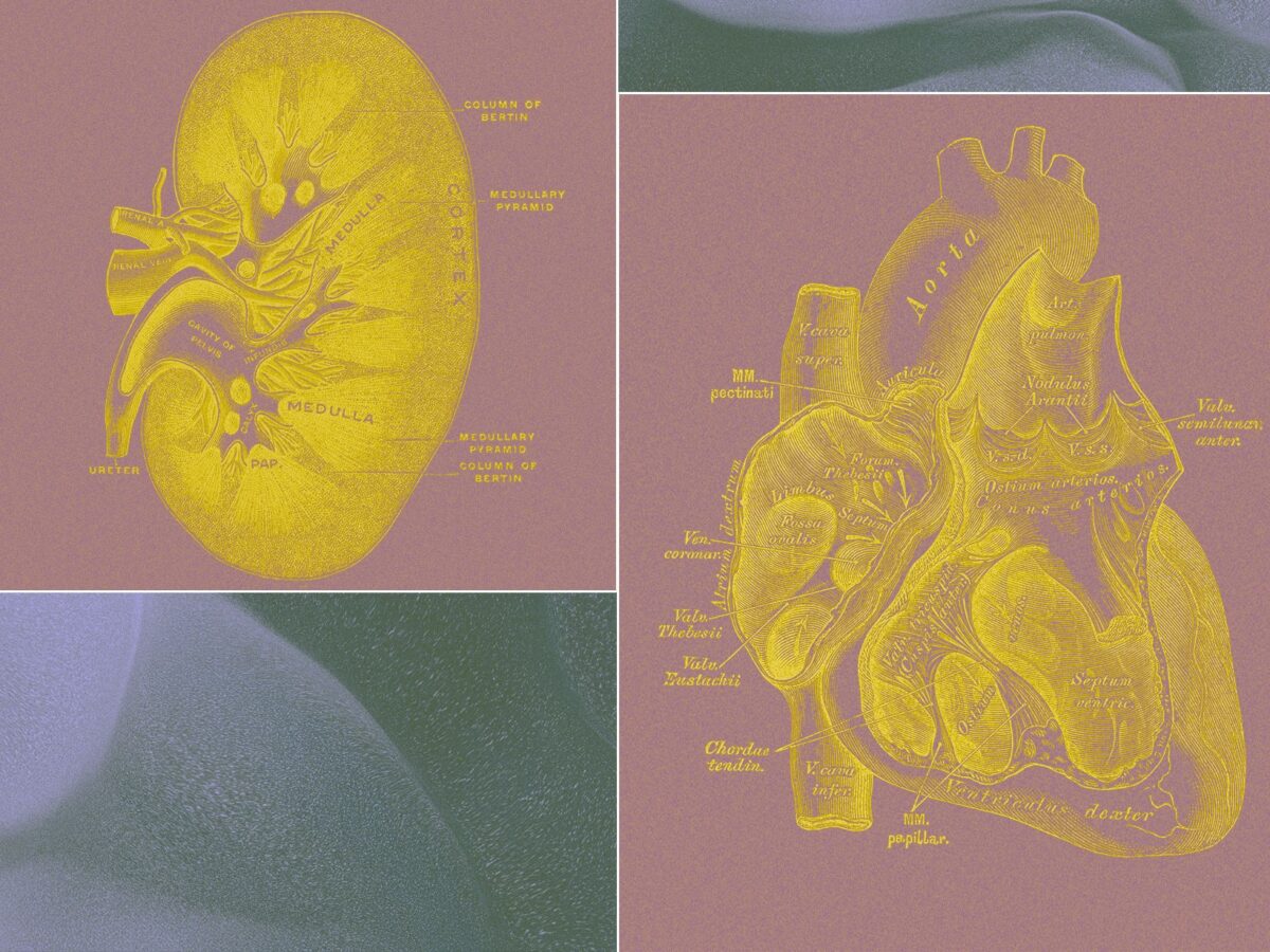Milijardieri Remiama Mon Siekia Kurti Organ Maielius Vietoj Gyvn Testavimo