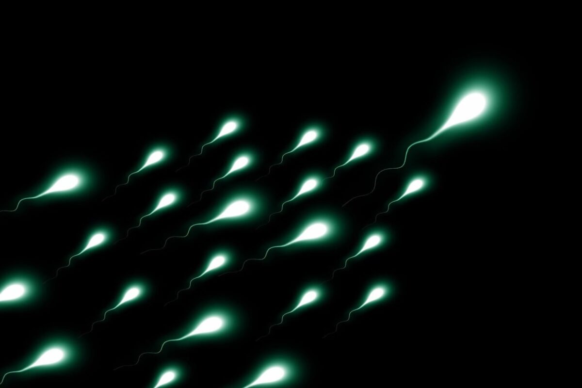 Mikrogravitacijos poveikis spermatozoidų navigacijai ir reprodukcijai