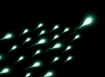11138 Mikrogravitacijos Poveikis Spermatozoidų Navigacijai Ir Repr
