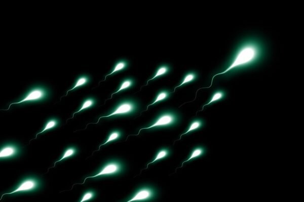 11138 Mikrogravitacijos Poveikis Spermatozoidų Navigacijai Ir Repr