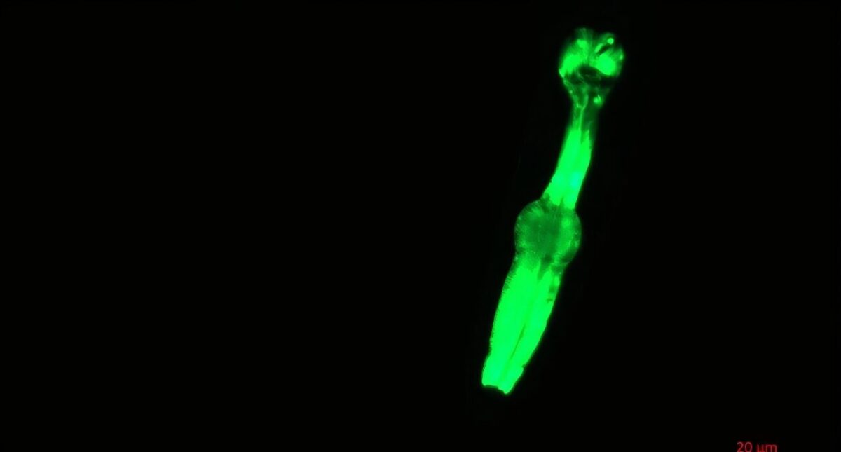 11230 Mikroskopiniai Kirminai Orbitoje Padės Būsimoms Mėnulio Misi