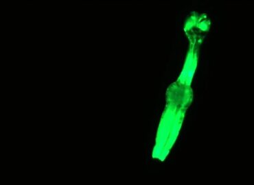 11230 Mikroskopiniai Kirminai Orbitoje Padės Būsimoms Mėnulio Misi