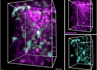 1913 Atrado Slaptą Smegenų Tinklą Astrocitų Vaidmuo Didesnis Nei