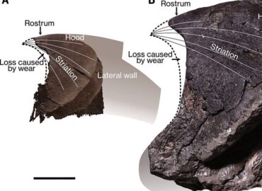 4214 Kreto Periodo Jūrose Gyveno Banginio Dydžio Aštuonkojai