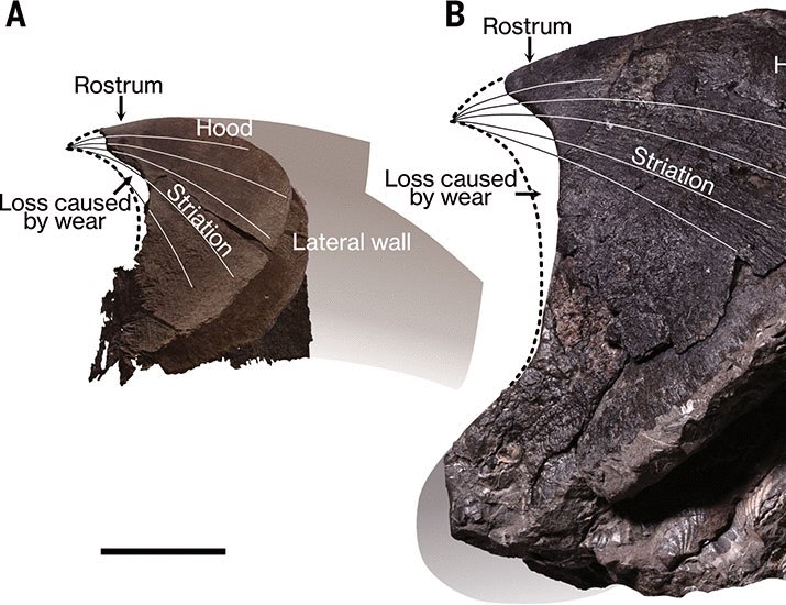 4214 Kreto Periodo Jūrose Gyveno Banginio Dydžio Aštuonkojai