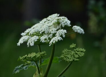7445 Dirbtinis Intelektas Padeda Aptikti Sosnovskio Barštį Iš Pal