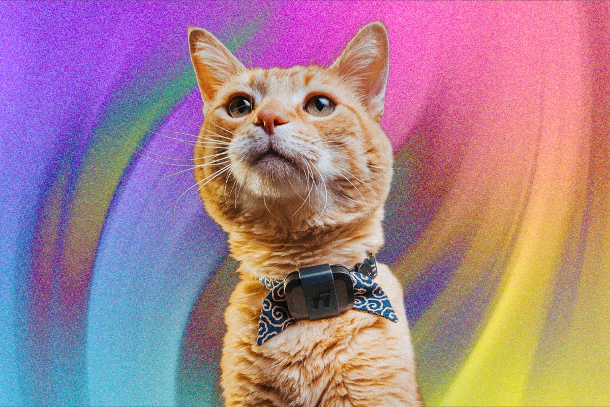 Fi Mini sekimo įrenginys katėms: stebėkite savo augintinio judėjimą ir sveikatą Fi Mini Sekimo Renginys Katms Stebkite Savo Augintinio Judjim Ir Sveikat