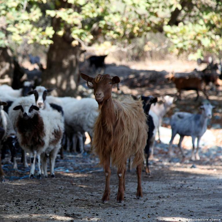 Graikijoje Ministrai Atsistatydina Dl Es Ems Kio Subsidij Skandalo
