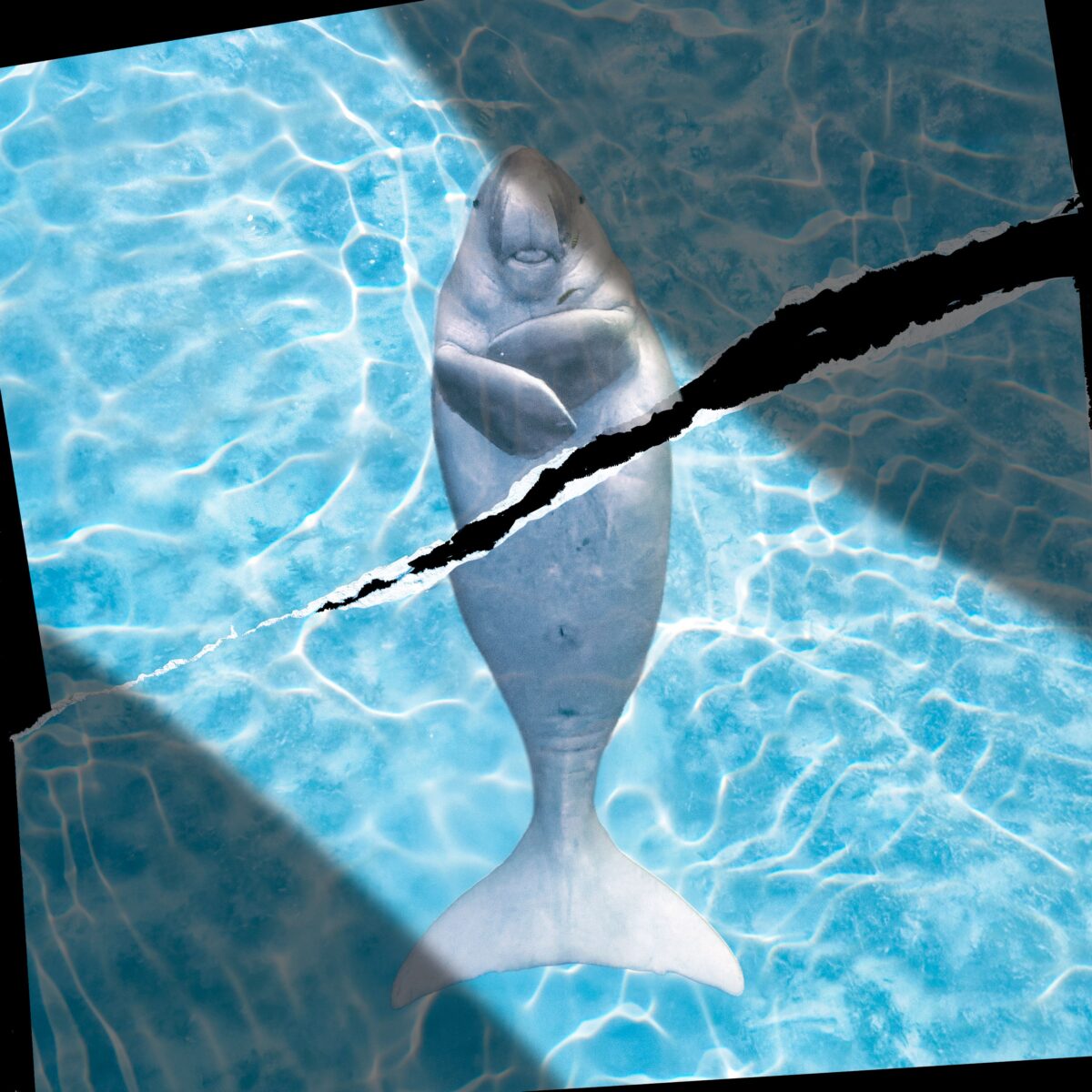 Hormuzo sąsiauryje jūrų gyvūnai kenčia dėl karinių veiksmų poveikio