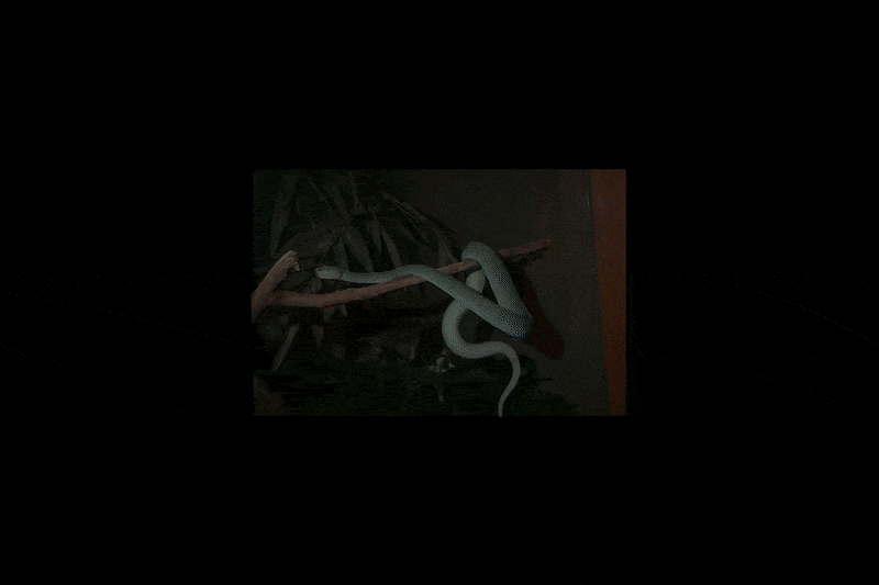 Jav Zookologai Gyvybs Gelbtojai Po Nuoding Gyvai Kandim