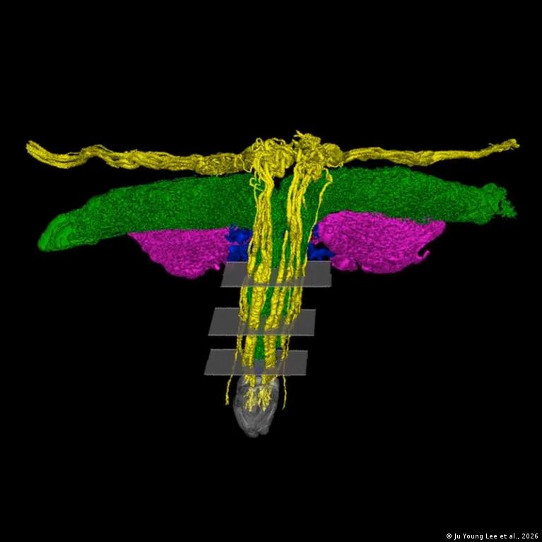 Nauji 3d Vaizdai Atskleidia Klitorio Nerv Sistemos Sudtingum