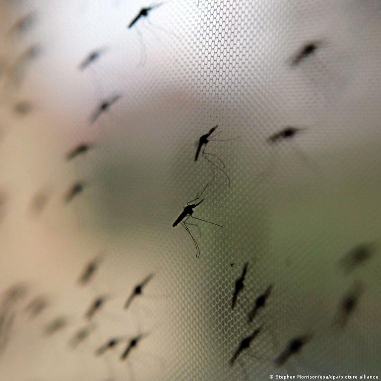 Pso Patvirtino Pirmj Vaist Nuo Maliarijos Kdikiams