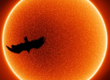 10880 Astrofotografas Užfiksavo Paukščio Tranzitą Prieš Saulę