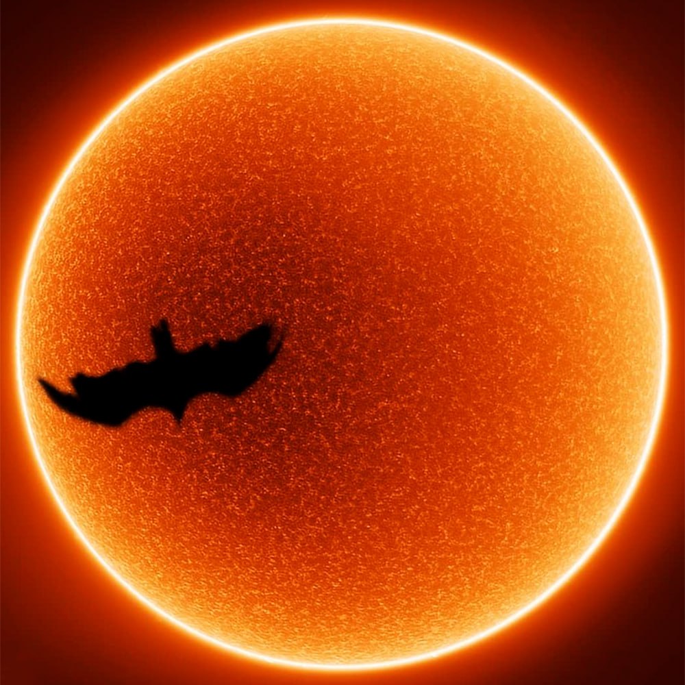 10880 Astrofotografas Užfiksavo Paukščio Tranzitą Prieš Saulę