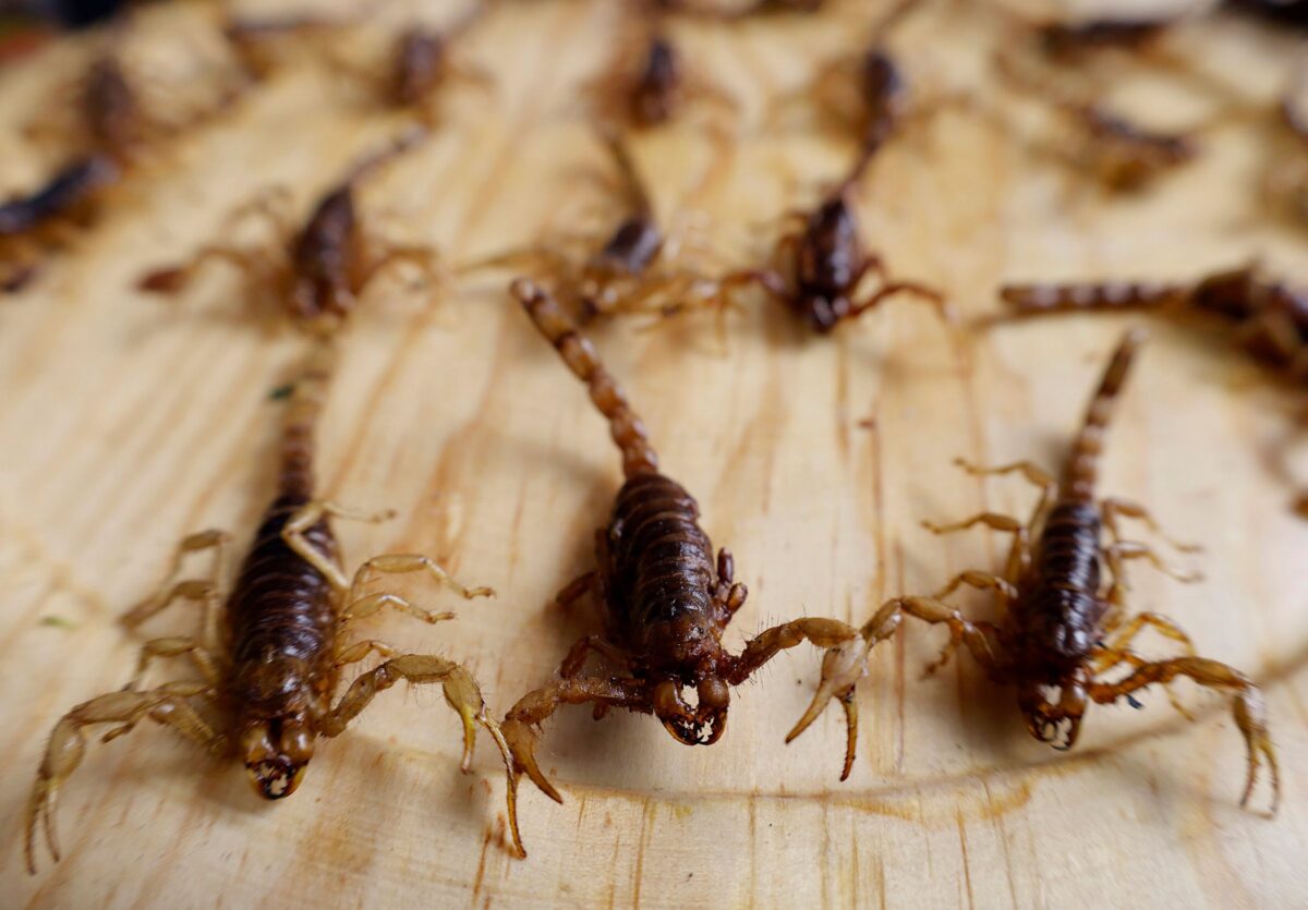 Nauji antibiotikai iš skorpionų nuodų ir habanero pipirų kovoje su atspariomis bakterijomis
