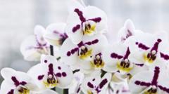 Slapta Ir Pelninga Orchidj Veisimo Industrija