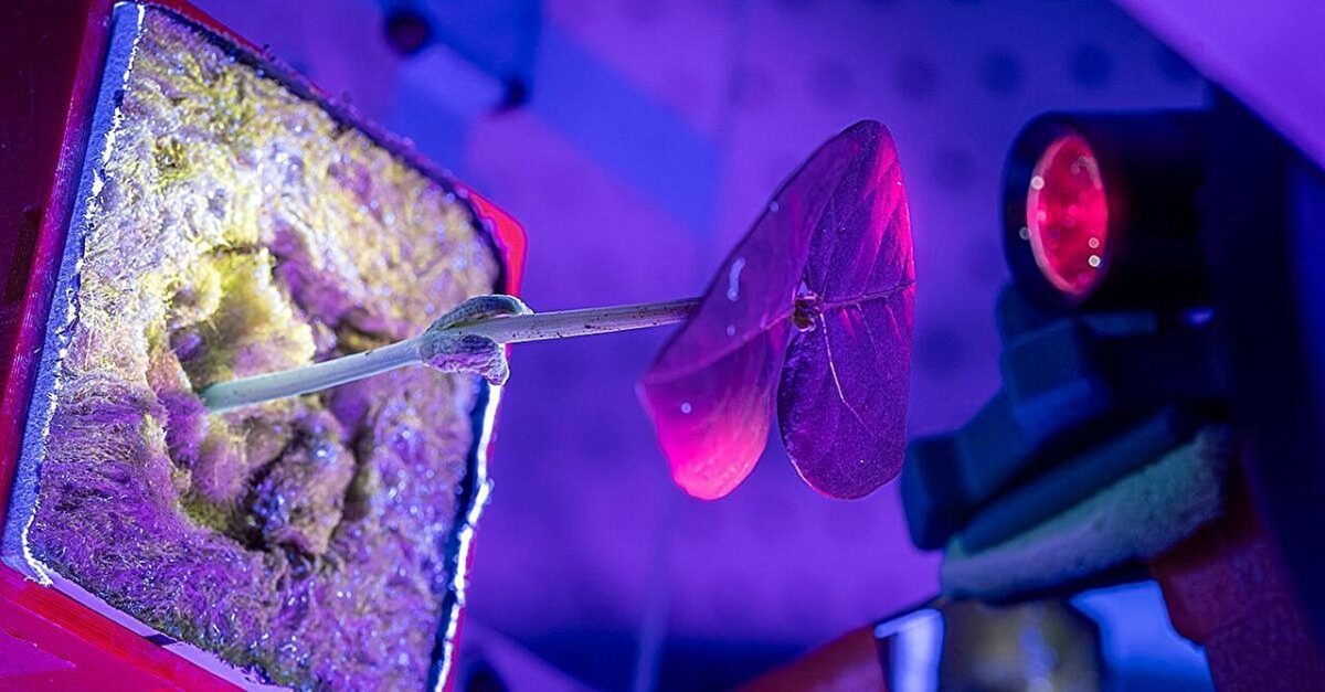 Kalifornijos universiteto mokslininkai kuria metodą vaistų gamybai kosmose naudojant augalus