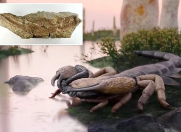 2013 Muziejuje Atrastas Milžiniškas 150 Metų Senumo Skorpionas