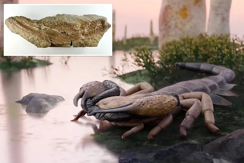 2013 Muziejuje Atrastas Milžiniškas 150 Metų Senumo Skorpionas