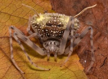 2019 Ekvadoro Amazonijoje Atrastas Voras Maskuojantis Kaip Paraz