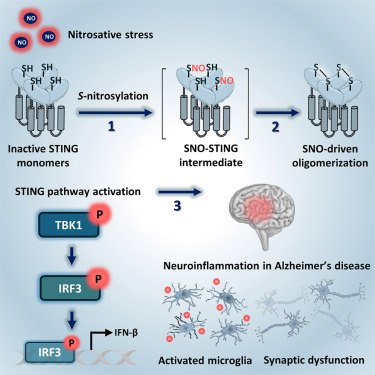 Naujas atradimas: molekulinis jungiklis, sukeliantis Alzheimerio uždegimą 4238 Naujas Atradimas Molekulinis Jungiklis Sukeliantis Alzheim