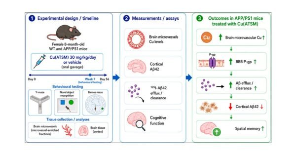 4258 Varis Gali Padėti Smegenims Kovoti Su Alzheimerio Baltymais