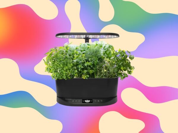 Aerogarden Pasilymas Hidroponinis Sodas U Maiau Nei 100 Doleri