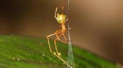 Australijoje Aptiktas Voras Naudojantis Spstus Grobio Gaudymui