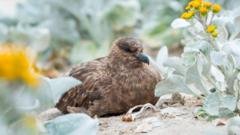 Australijoje Patvirtintas Pirmasis H5n1 Pauki Gripo Atvejis