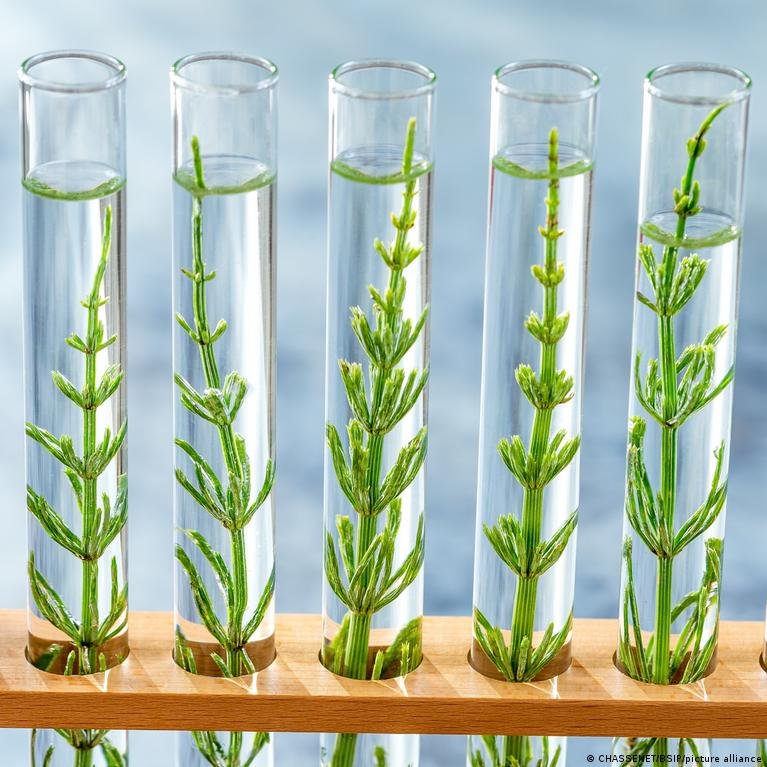 Es Planuoja Velninti Apribojimus Genetikai Modifikuotiems Augalams