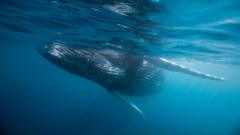 Indijos Vandenyne Atrastas Penki Milijon Met Senumo Bangini Kapinynas