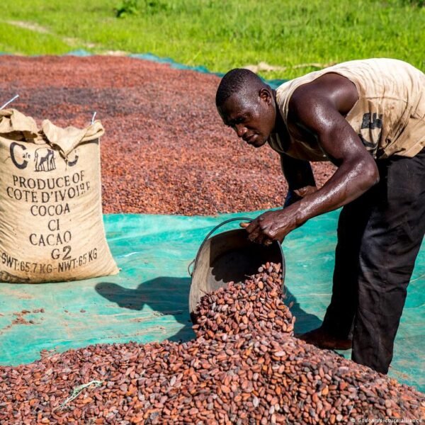 Kakavos kainų kritimas smarkiai paveikė Vakarų Afrikos ūkininkus