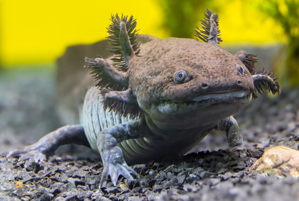 Meksikoje Atrasta Nauja Fosilin Aksolotlio Ris Ambystoma Quetzalcoatli