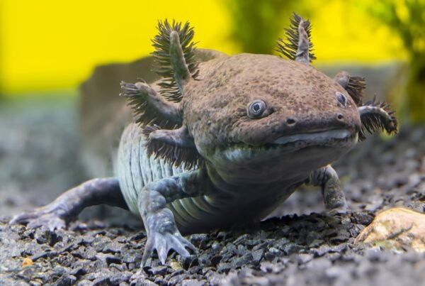 Meksikoje atrasta nauja fosilinė aksolotlio rūšis Ambystoma quetzalcoatli