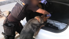 Ispanijos Policija Sum 78 Asmenis Tariamus Dalyvavus Viename Didiausi Kontrabandos Tinkl